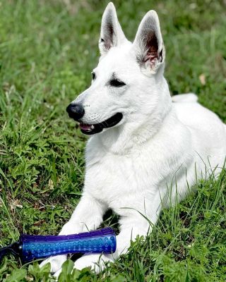 Nově na Prokonzole.cz najdeš i hračky pro psy 🤍 #hrackypropsy #štěně #bílýšvýcarskýovčák #psi #swisswhiteshepard #puppy...